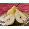 『ル レクチエ（秀品）』新潟県白根産 西洋梨 約2kg（6～7玉）化粧箱入 ※常温  送料無料