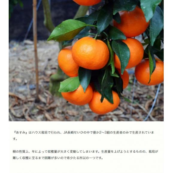 JA長崎せいひ あすみ 長崎県産 柑橘 S～L 約2.5kg×2箱 産地箱 風袋込 ※常温　送料無料03