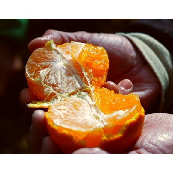 新品種 はるあいか 愛媛県産 S〜4L 約5kg 産地箱 ※常温 送料無料 柑橘03