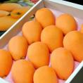 長崎びわ　 L～2Lサイズ 約500g×2箱　(1箱：9～12玉入) 化粧箱 長崎県産　※冷蔵 送料無料