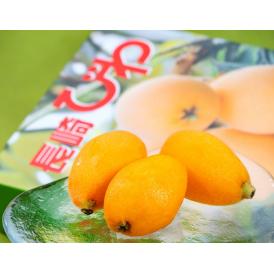 長崎びわ 長崎県産 L〜2L 約500g×2箱 (1箱：9〜12玉） ハウス栽培 化粧箱 ※冷蔵 送料無料 びわ 枇杷