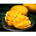 ケサールマンゴー インド産 約1.5kg（5玉入） 産地箱 風袋込 ※常温　送料無料