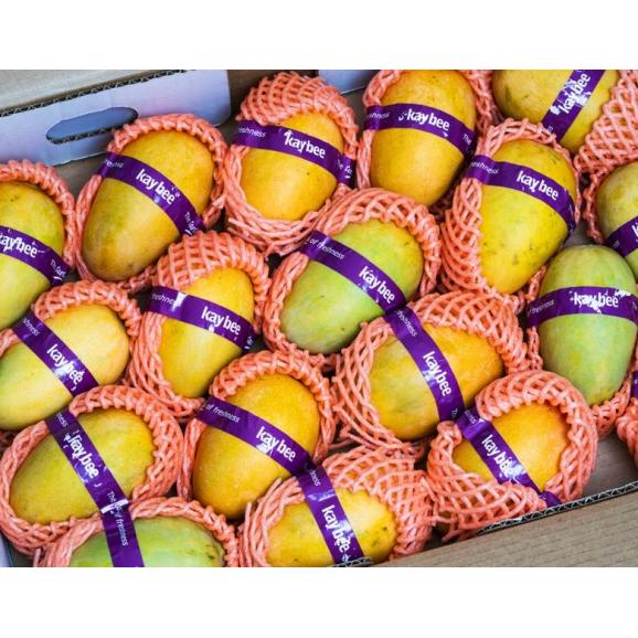 ケサールマンゴー インド産 約1.5kg（5玉入） 産地箱 風袋込 ※常温　送料無料02