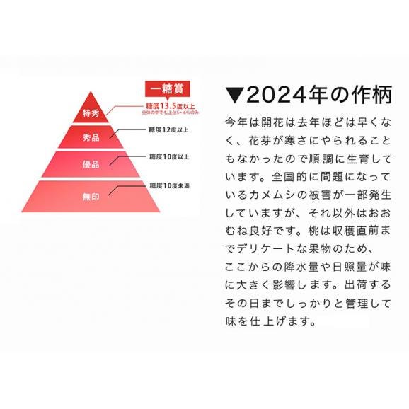 糖度13.5度以上 一糖賞 新潟県産桃 特秀品 約2kg（6～8玉）風袋込み 化粧箱 ※常温 JA新潟かがやき 送料無料03