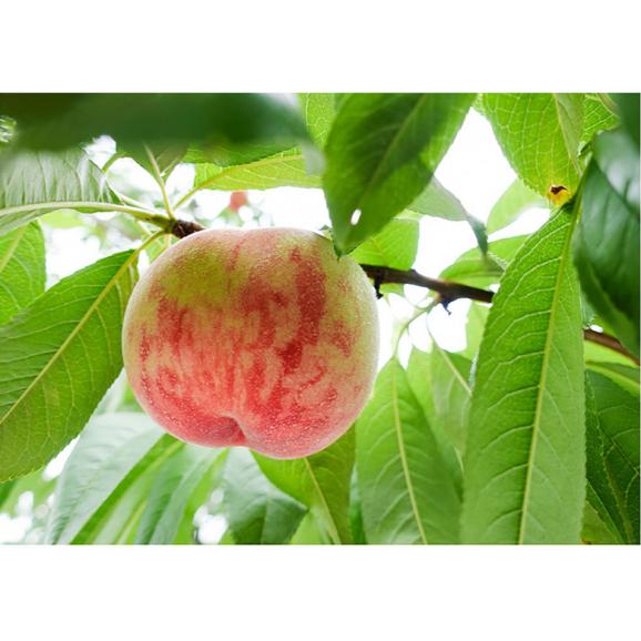糖度13.5度以上 一糖賞 新潟県産桃 特秀品 約2kg（6～8玉）風袋込み 化粧箱 ※常温 JA新潟かがやき 送料無料05
