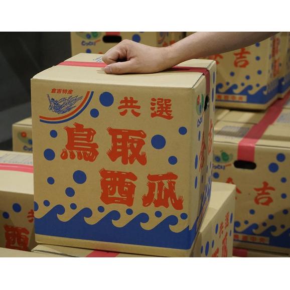 ご家庭用 倉吉すいか 訳あり品　鳥取県産 空洞果 1玉9.5kgUP 風袋込 産地箱 ※冷蔵　送料無料　訳ありすいか　スイカ02