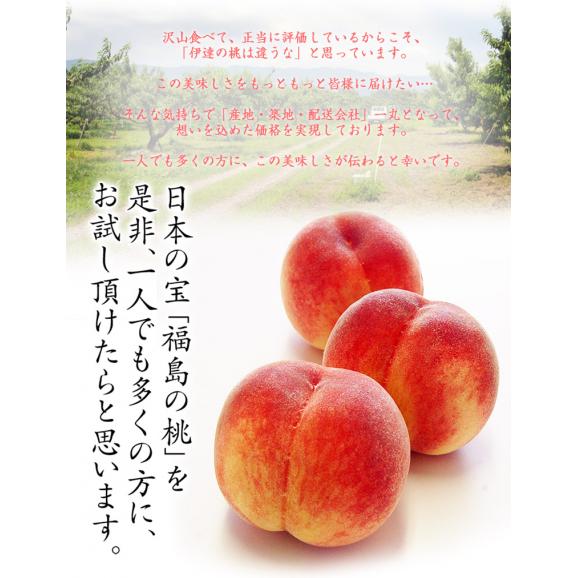 伊達の桃　ミスピーチ　福島県産 特秀品 約1.2kg×2箱 (1箱：4～7玉) 産地箱 風袋込 ※常温　送料無料　桃05
