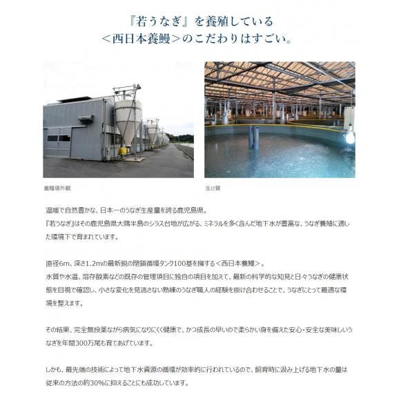 鰻 若うなぎの蒲焼 鹿児島県産 築地魚力 5尾（1尾：130g以上）山椒・たれ付き ※冷凍 うなぎ 築地魚力 送料無料02
