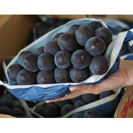 大房 黒ぶどう 大峰 （藤稔）秀品 大房1房 約650g 山梨県産  JAふえふき 御坂 　簡易箱 ※冷蔵 6房まで送料1口 藤稔
