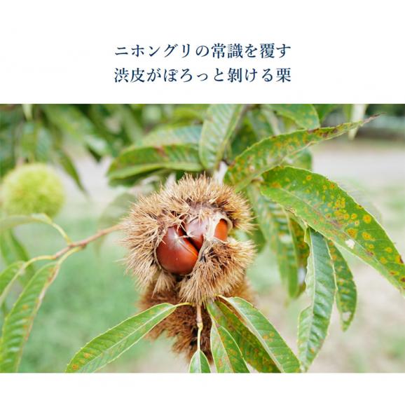 【カード・代引限定】低温熟成栗 ぽろたん 大粒 2Lサイズ 約1kg 茨城県産　笠間（友部） 簡易箱 ※冷蔵 送料無料02