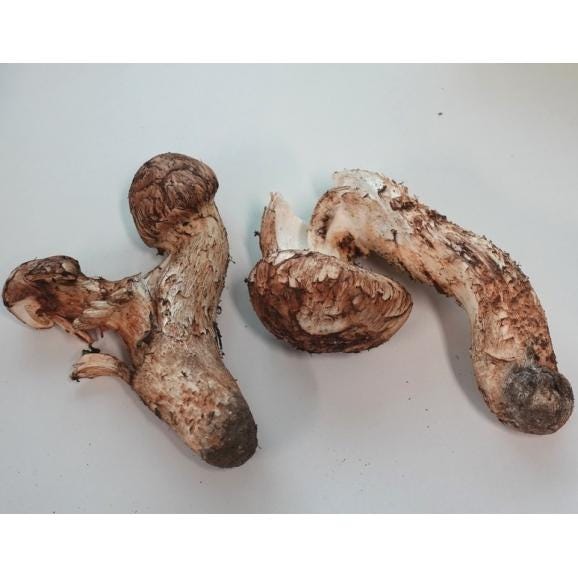 カード・又は代引限定【すだち付き】キズ品 まつたけ（松茸） 北海道・長野県・岩手県産 300g（目安：3～8本） ※冷蔵 送料無料02