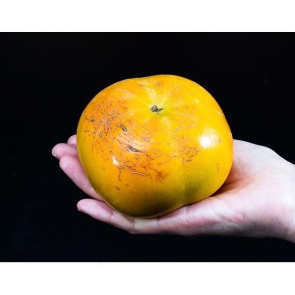 『大玉 太秋柿』福岡県産 秀 約4kg（12玉）産地箱 ※常温　送料無料02