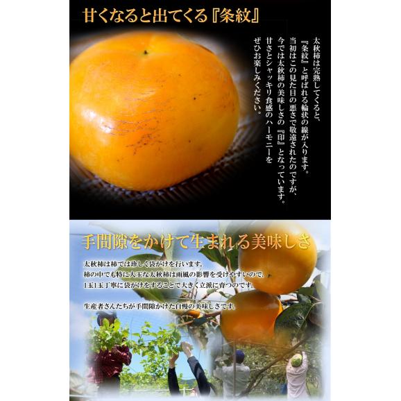 太秋柿　熊本県産  ご自宅用　無印　8～14玉 風袋込　約3.5kg ※常温　外皮に傷あり　送料無料05