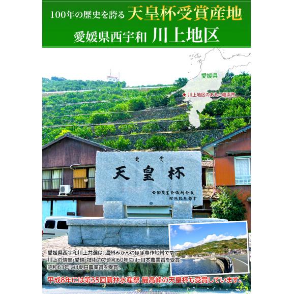 【カード・代引限定】天皇杯受賞産地　川上みかん 愛媛県産 超大玉 3Lサイズ 風袋込 約4kg 産地箱 ※常温 川上共選　送料無料04