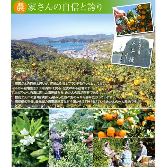 【カード・代引限定】天皇杯受賞産地　川上みかん 愛媛県産 超大玉 3Lサイズ 風袋込 約4kg 産地箱 ※常温 川上共選　送料無料05