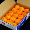 デコポン 熊本県産 優品以上 大玉 約5kg（12〜15玉）産地箱 ※常温　送料無料　熊本デコポン 柑橘