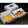 【3箱】『しらぬひ』 熊本県産　約1.5kg×3箱　合計約4.5kg（1箱：5～6玉）※常温　送料無料