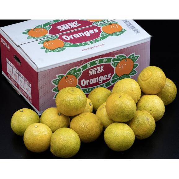 JA蒲郡市 ご自宅用『はるか』愛知県産 L～2L 約4kg 産地箱 風袋込 ※常温　多少のキズあり　送料無料02