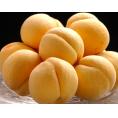高嶋さんグループの 黄桃 袋掛け 秀品 約2kg（5～7玉） 山形県産（黄ららのきわみ他）化粧箱ギフト用　※常温　送料無料
