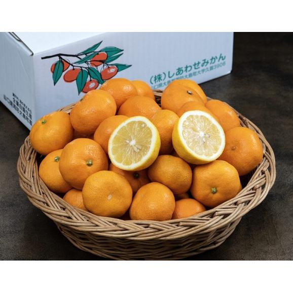西田秀基さんの 『完熟みかん』 山口県周防大島産　約3kg　S～Lサイズ（目安26～35個） ※常温 レモン1個入　しあわせみかん　送料無料02