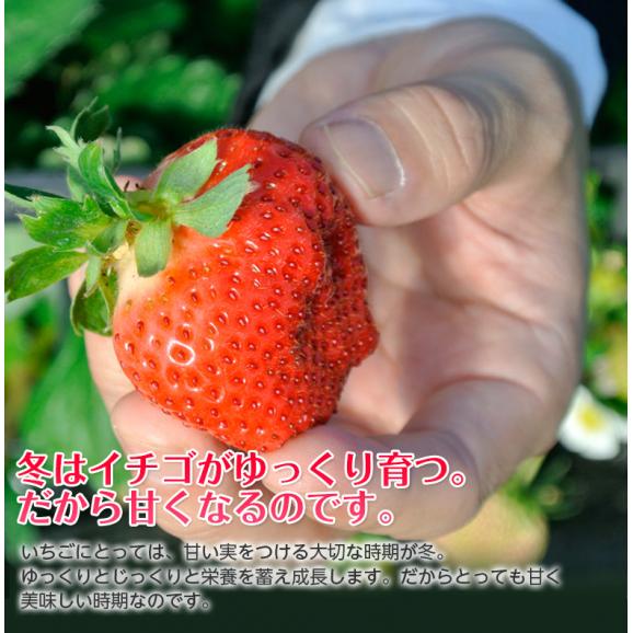 あまおう G（グランデ） 福岡県産 約270g×4P 送料無料 ※冷蔵　いちご イチゴ 苺05