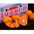 新品種　はるあいか　愛媛県産 柑橘 S～4L 約2.4kg 簡易箱 ※常温　送料無料