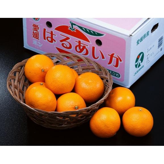 新品種　はるあいか　愛媛県産 柑橘 S～4L 約2.4kg 簡易箱 ※常温　送料無料02