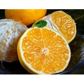 【訳あり品 】 田中雄大さんのパインみかん 小～大込　風袋込 約2kg 熊本県産 （1玉あたり30～130ｇ程度） 簡易箱 ※常温　送料無料