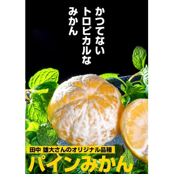【訳あり品 】 田中雄大さんのパインみかん 小～大込　風袋込 約2kg 熊本県産 （1玉あたり30～130ｇ程度） 簡易箱 ※常温　送料無料02