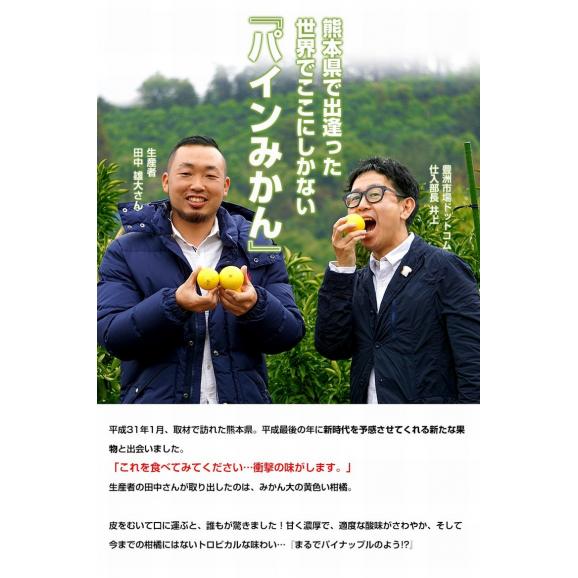 【訳あり品 】 田中雄大さんのパインみかん 小～大込　風袋込 約2kg 熊本県産 （1玉あたり30～130ｇ程度） 簡易箱 ※常温　送料無料03