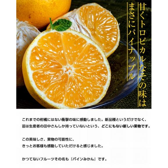 【訳あり品 】 田中雄大さんのパインみかん 小～大込　風袋込 約2kg 熊本県産 （1玉あたり30～130ｇ程度） 簡易箱 ※常温　送料無料04