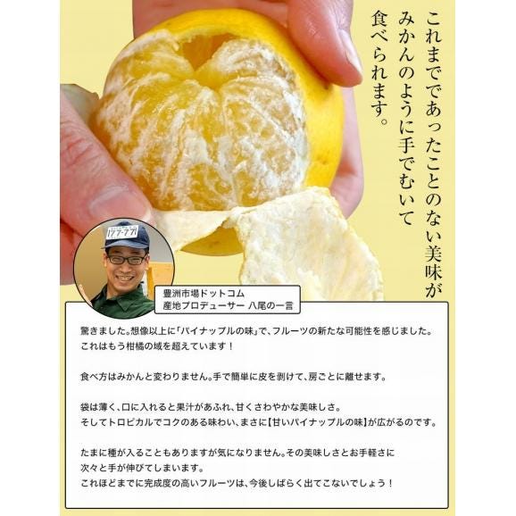 【訳あり品 】 田中雄大さんのパインみかん 小～大込　風袋込 約2kg 熊本県産 （1玉あたり30～130ｇ程度） 簡易箱 ※常温　送料無料05