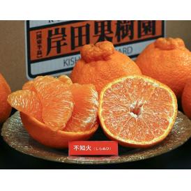 【正規品】 岸田果樹園 完熟 しらぬひ 大分県産 2～3Lサイズ　約2.7kg （目安：10～12玉） ※冷蔵　送料無料