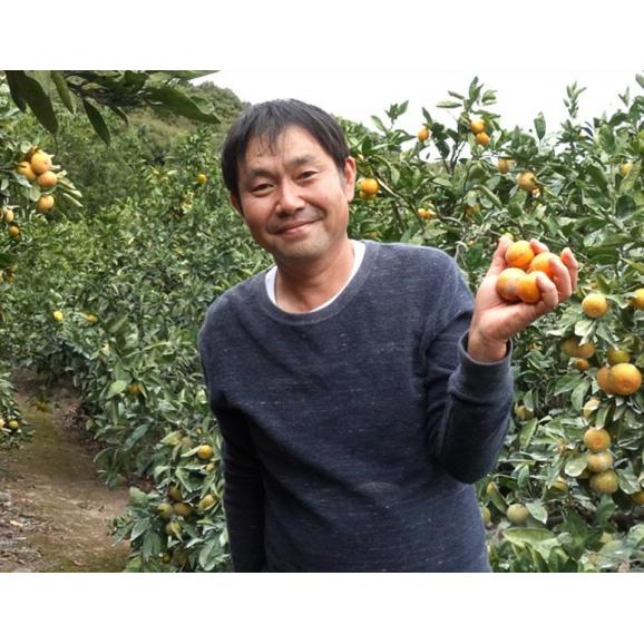 【正規品】 岸田果樹園 完熟 しらぬひ 大分県産 2～3Lサイズ　約2.7kg （目安：10～12玉） ※冷蔵　送料無料02