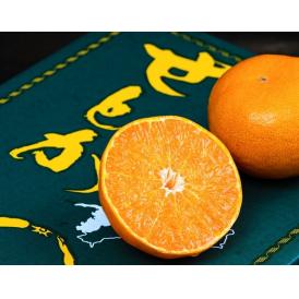 せとか　愛媛県産 秀品 2〜3L 約3kg（10〜12玉）化粧箱 風袋込 ※常温　送料無料