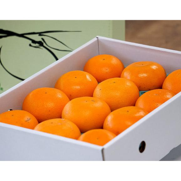 せとか　愛媛県産 秀品 2〜3L 約3kg（10〜12玉）化粧箱 風袋込 ※常温　送料無料02