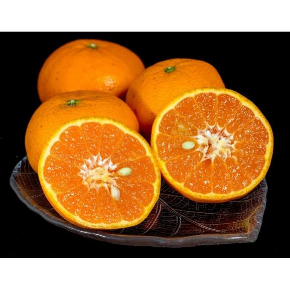 『せとみ』山口県産 柑橘 S～3L 約2.4kg 簡易箱 ※常温　送料無料02