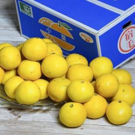 『宿毛の小夏』 高知県産 柑橘 M〜3L 約5kg 産地箱 風袋込 多少のキズ・スレ等あり ※常温　※送料無料