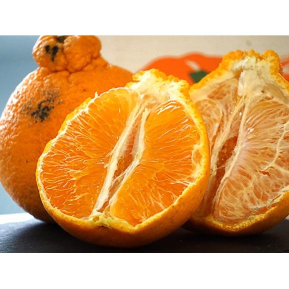 柑橘2種セット『デコポン 約2.5kg +農6（のうろく） 約2.5kg 』 計約5kg ※常温　送料無料03