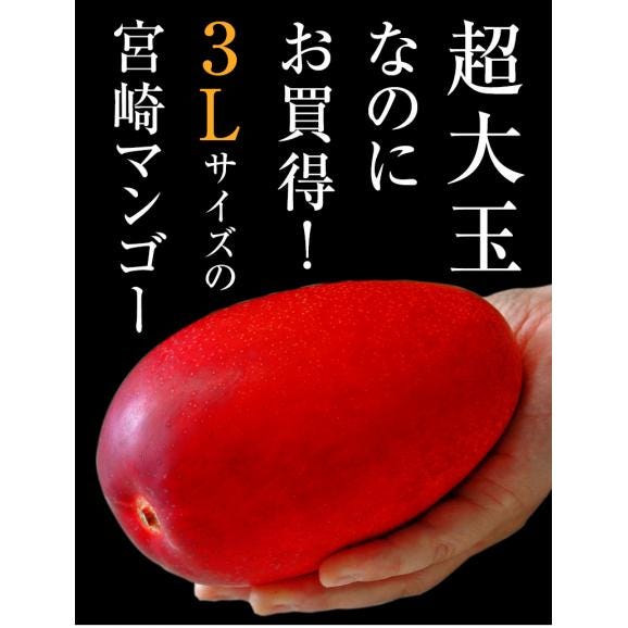 超大玉3L　みやざき完熟マンゴー　宮崎県産 3L 1玉 450～509g 簡易箱 ※常温　【20玉まで送料1口】02