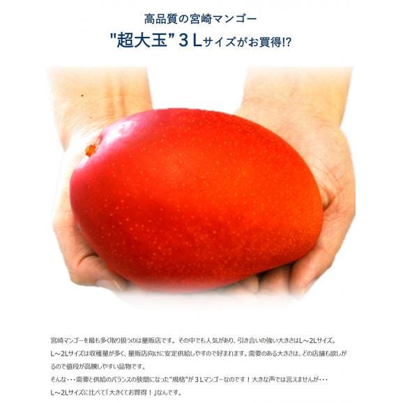 超大玉3L　みやざき完熟マンゴー　宮崎県産 3L 1玉 450～509g 簡易箱 ※常温　【20玉まで送料1口】03
