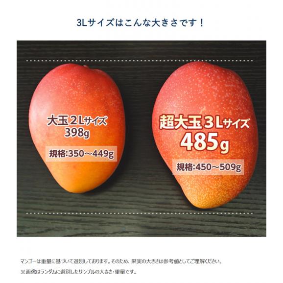 超大玉3L　みやざき完熟マンゴー　宮崎県産 3L 1玉 450～509g 簡易箱 ※常温　【20玉まで送料1口】04