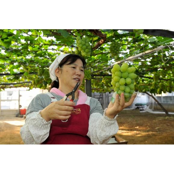 船穂ぶどう部会 大房『マスカット・オブ・アレキサンドリア』岡山県産 赤秀品 1房 約600g 化粧箱 ※冷蔵　送料無料03