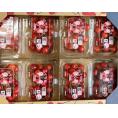 【カード・又は代引限定】大粒さくらんぼ （佐藤錦または紅秀峰） 山形県産 マル秀〜特秀 L〜2Lサイズ 8パック 計約1440g （1パック：約180g）産地箱 ※冷蔵　さくらんぼ 送料無料