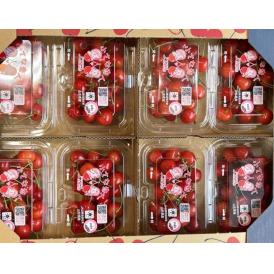 【カード・又は代引限定】大粒さくらんぼ （佐藤錦または紅秀峰） 山形県産 マル秀〜特秀 L〜2Lサイズ 8パック 計約1440g （1パック：約180g）産地箱 ※冷蔵　さくらんぼ 送料無料