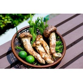 松茸　ブータン産 無選別 約300g（目安：3～12本）すだち付 簡易箱 ※冷蔵　送料無料 まつたけ