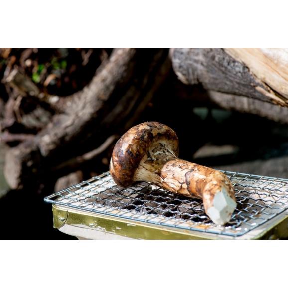 松茸　ブータン産 無選別 約300g（目安：3～12本）すだち付 簡易箱 ※冷蔵　送料無料 まつたけ02