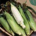 SORAファームのとうもろこし（ホワイト）長野県産 10本入 約3.8kg 産地箱 ※冷蔵　送料無料