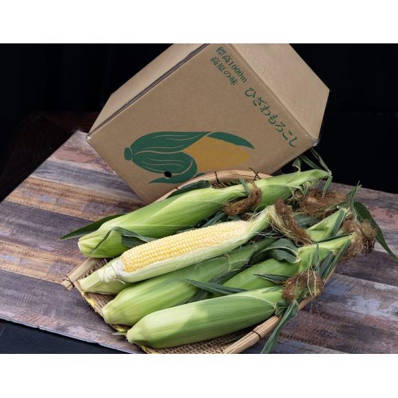 SORAファームのとうもろこし（イエロー）長野県産 10本入 約3.5kg 産地箱 ※冷蔵　送料無料02