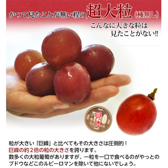 ルビーロマン 石川県産 ぶどう 秀品 1房 500～600g 化粧箱 ※冷蔵　送料無料02